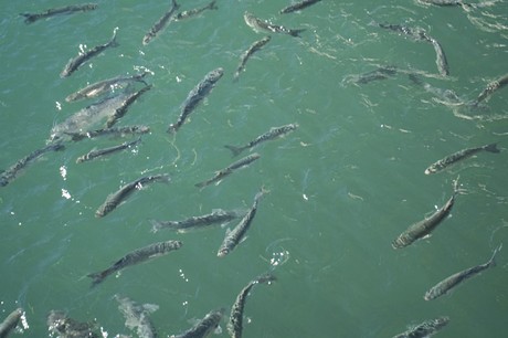 Marina De La Duquesa